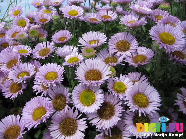 SX06914 Pink Michaelmas Daisies (Aster dumosus)